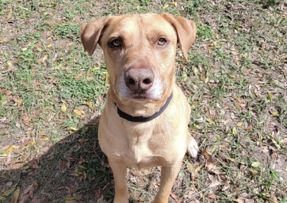 Shelter dog of the week: Duke